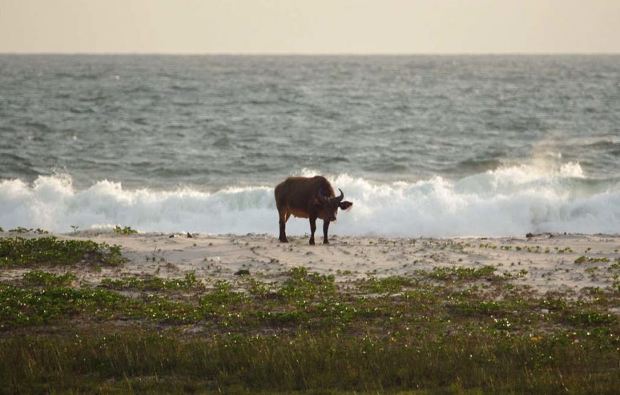 Gabon: Gorillas and More – 5 Days