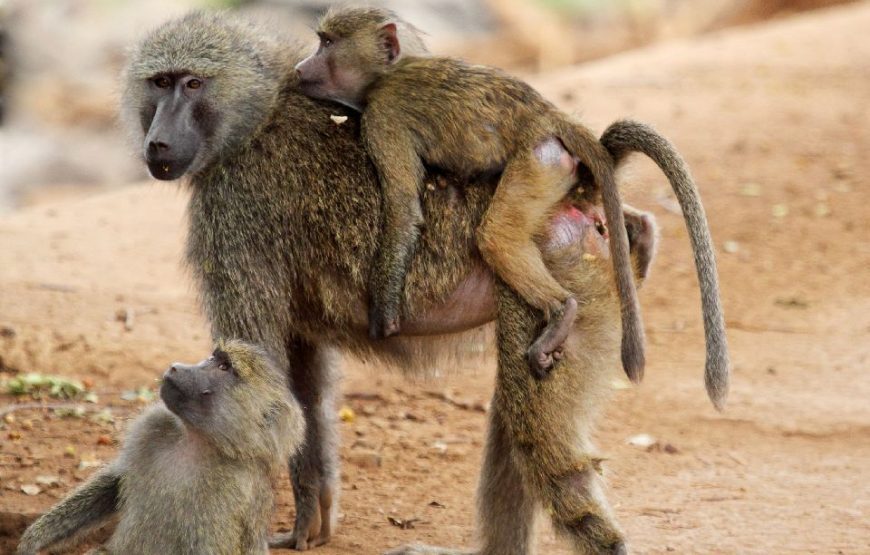 Discover Burundi – 7 Days