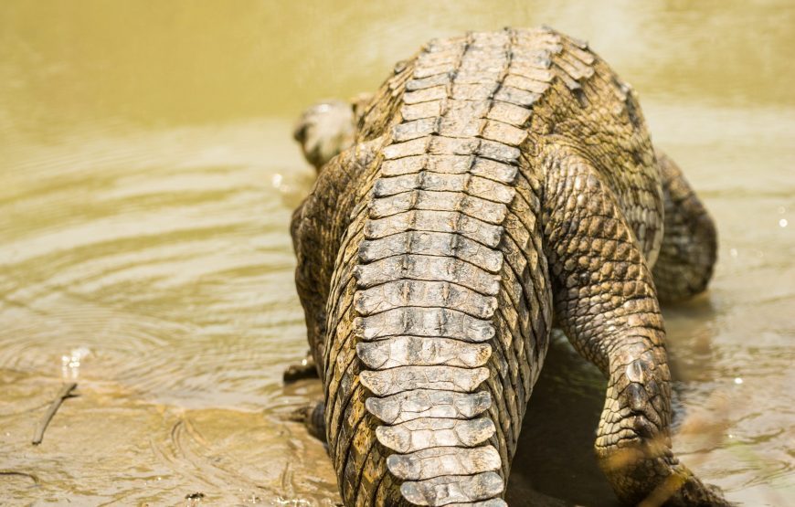 AFROFUTURE FEST – 8 Days (December 27, 2025 to January 03, 2026)