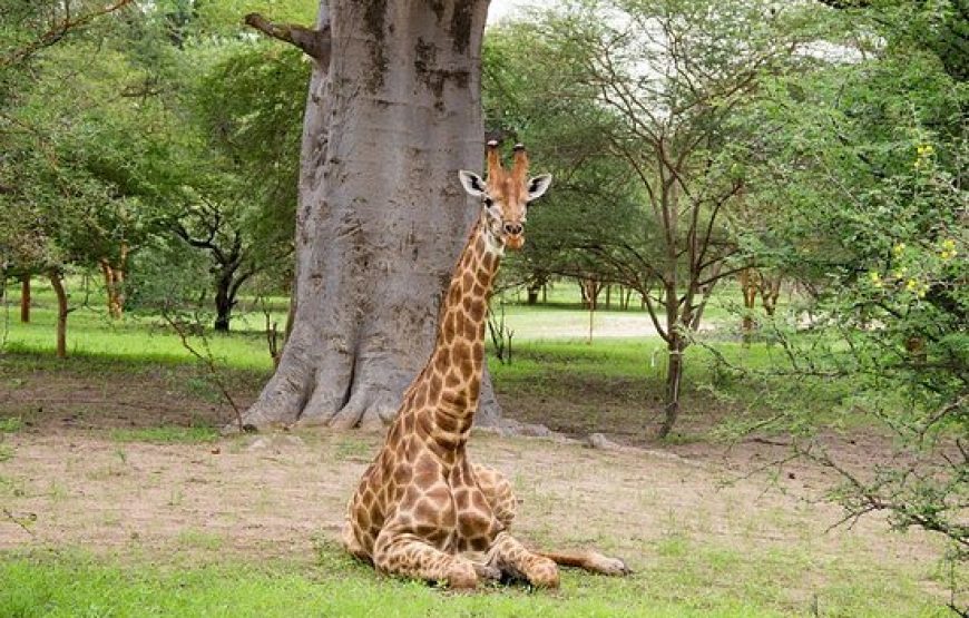 Introducing Senegal – 6 Days