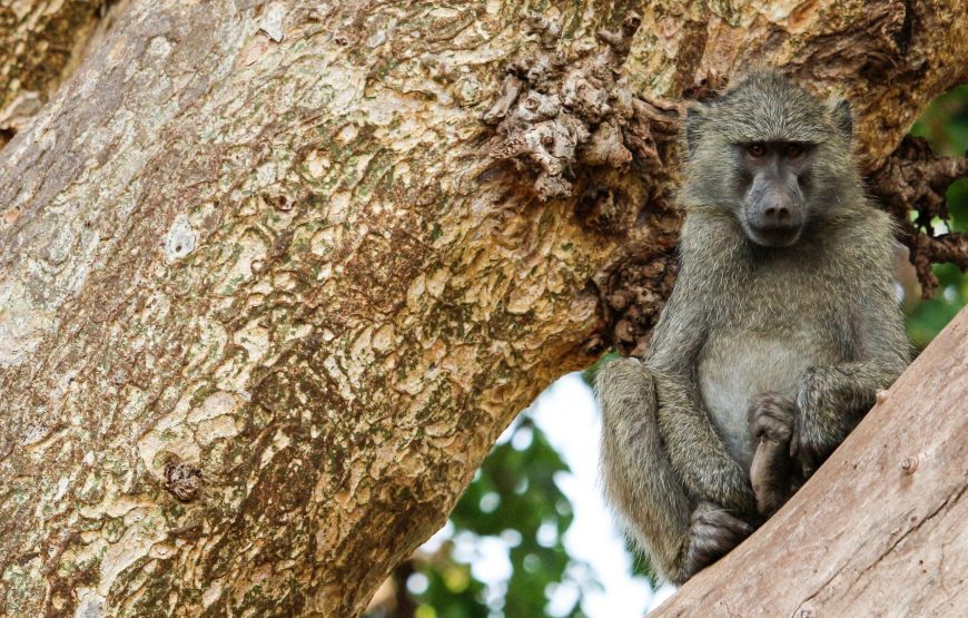 TANZANIA SPECIAL 08 DAY SAFARI