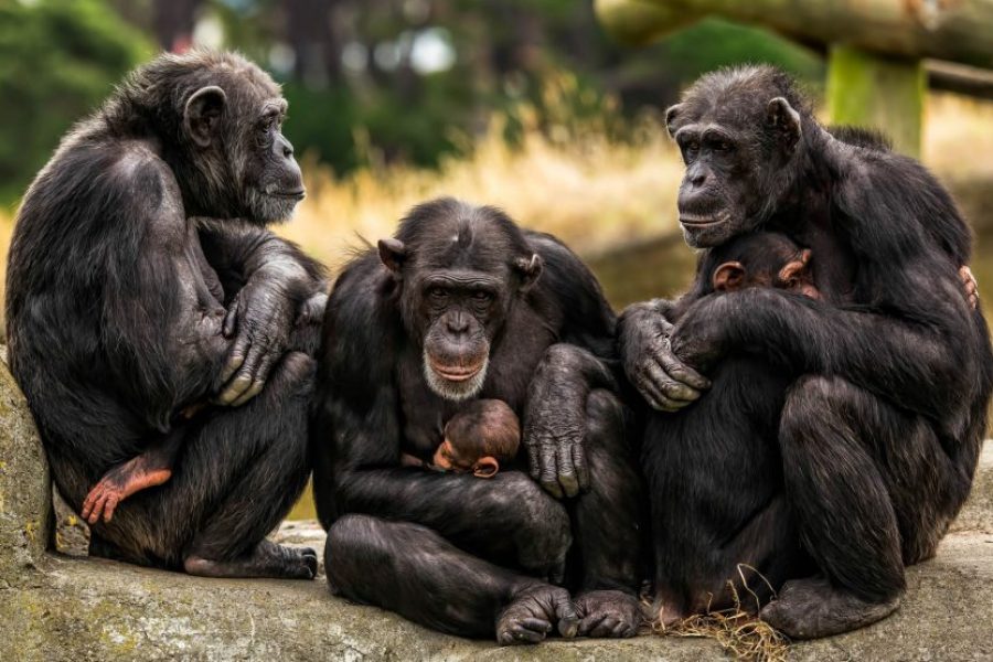 Historic Liberia – 7 Days