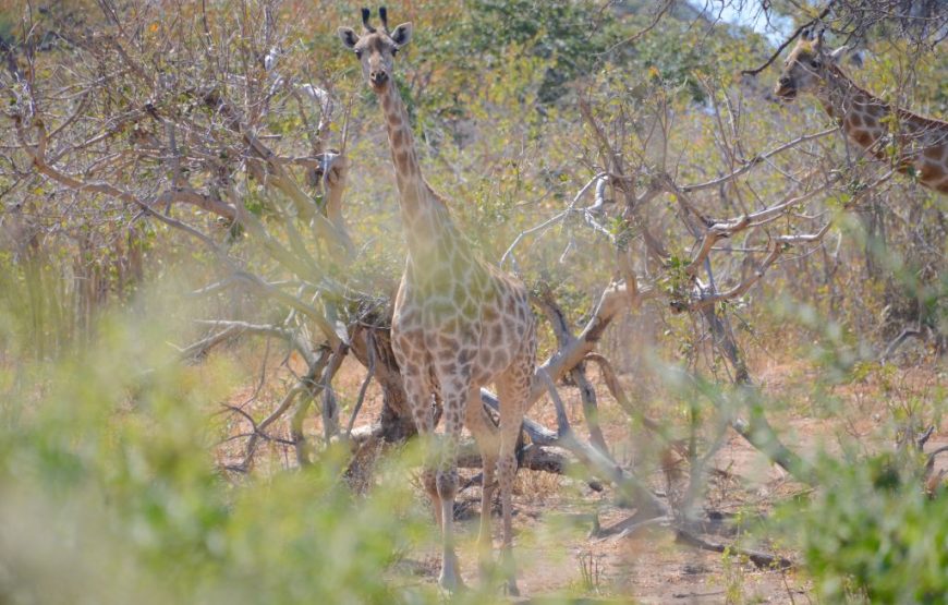 Botswana Family Safari – 12 Days