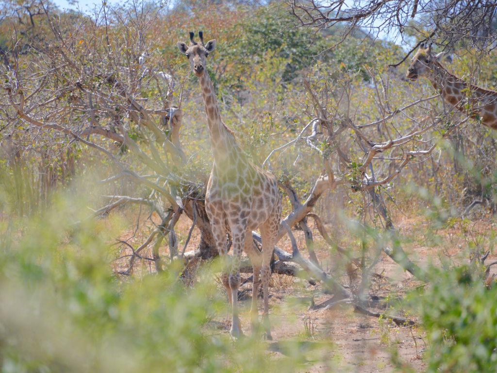 Day 6 Chobe National Park