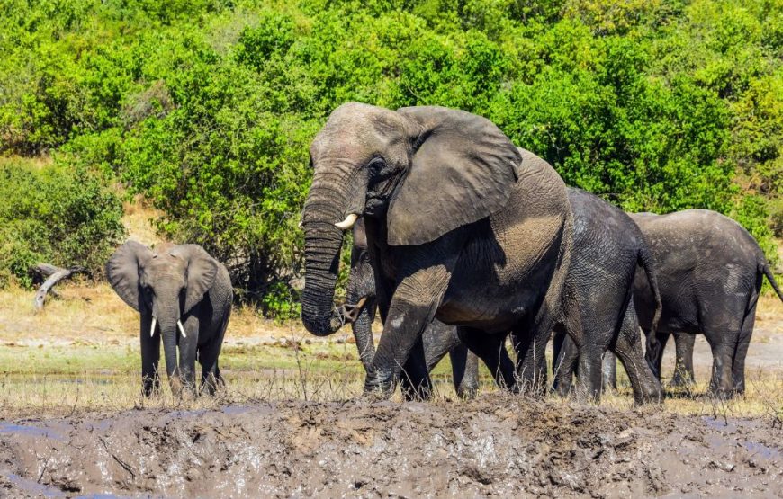 Botswana Family Safari – 12 Days