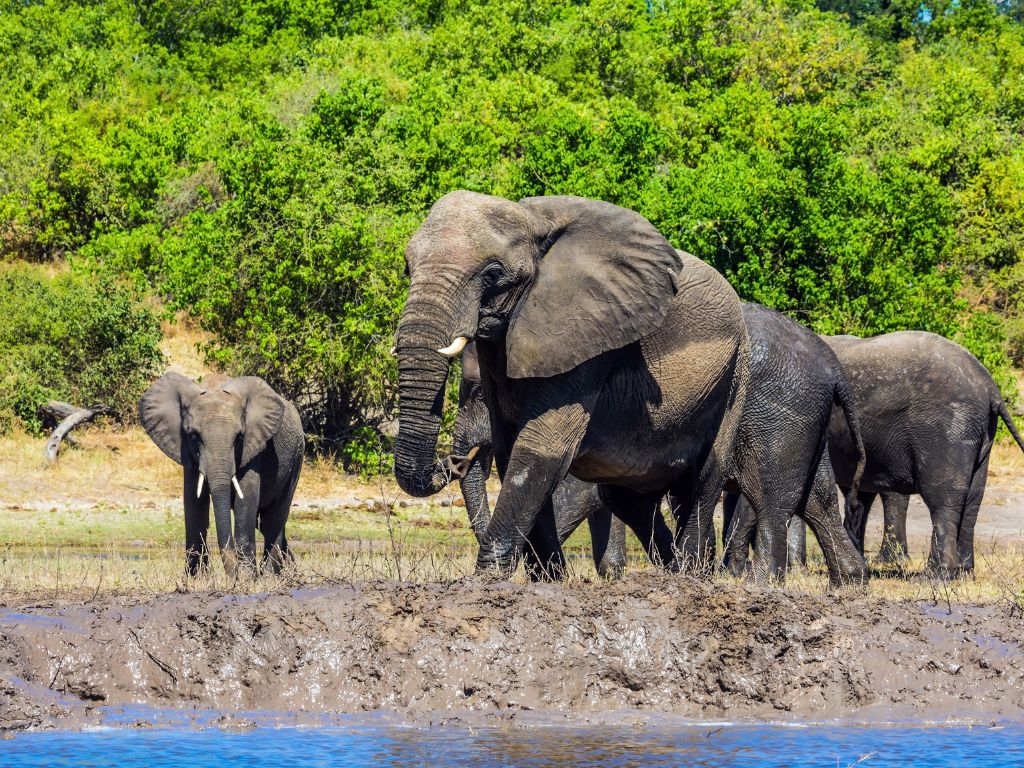 Day 5 Chobe National Park