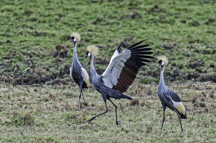 Day 4 OL PEJETA WILDLIFE SANCTUARY (4 HRS)