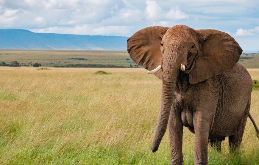 TANZANIA SPECIAL 08 DAY SAFARI