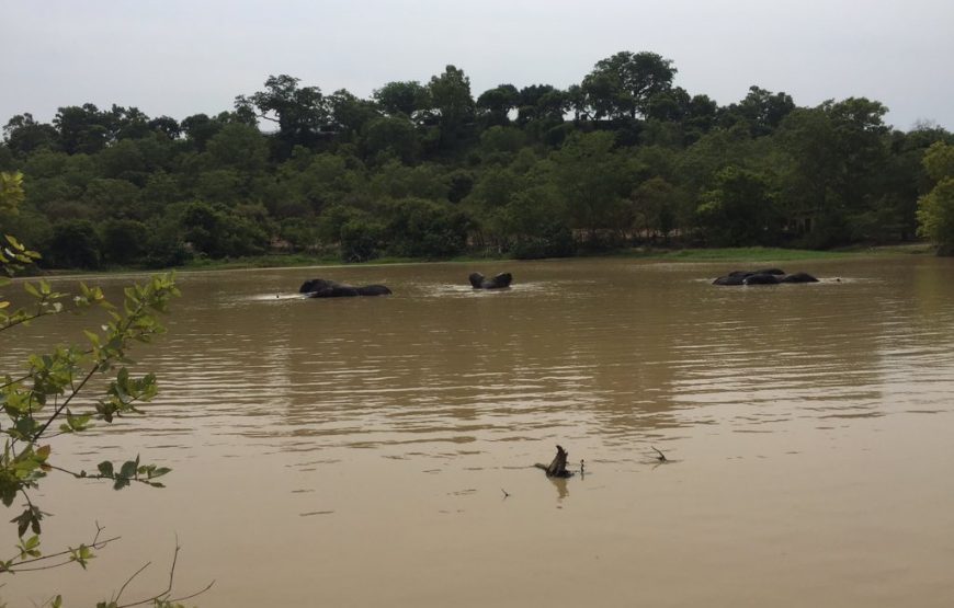 Ghana Wildlife Safari – 3 Days