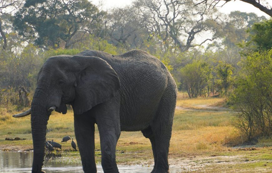 Botswana Jacana Safari –  11 Days