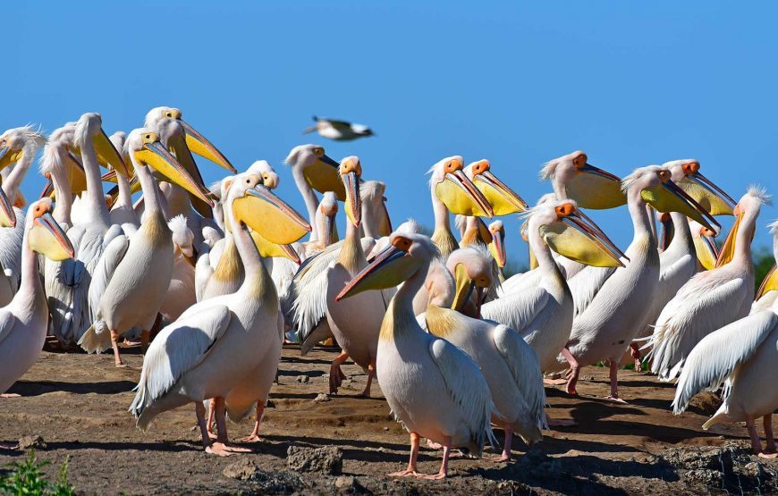 The Best of Senegal – 8 Days