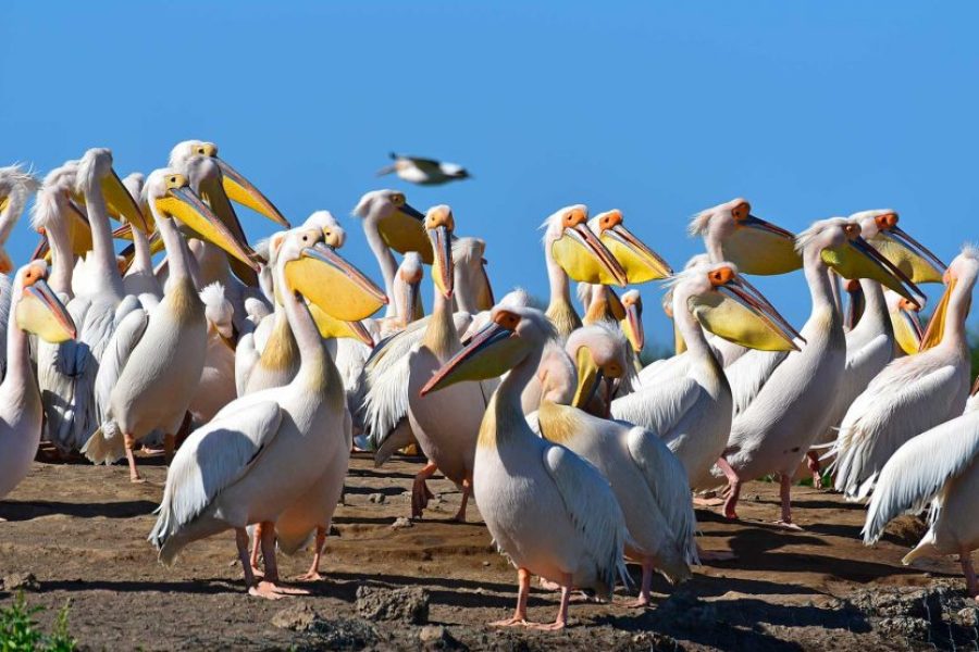 The Best of Senegal – 8 Days