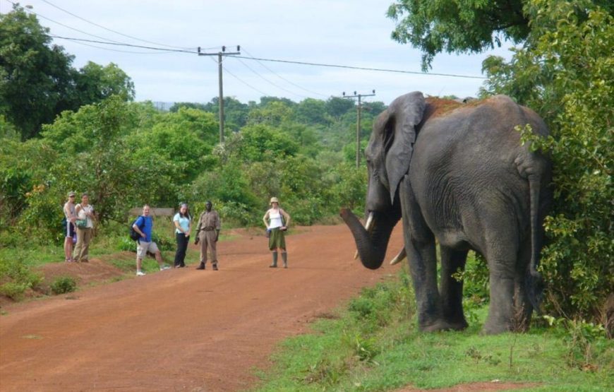 Ghana Wildlife Safari – 3 Days