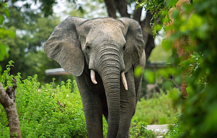 Ghana Wildlife Safari – 3 Days