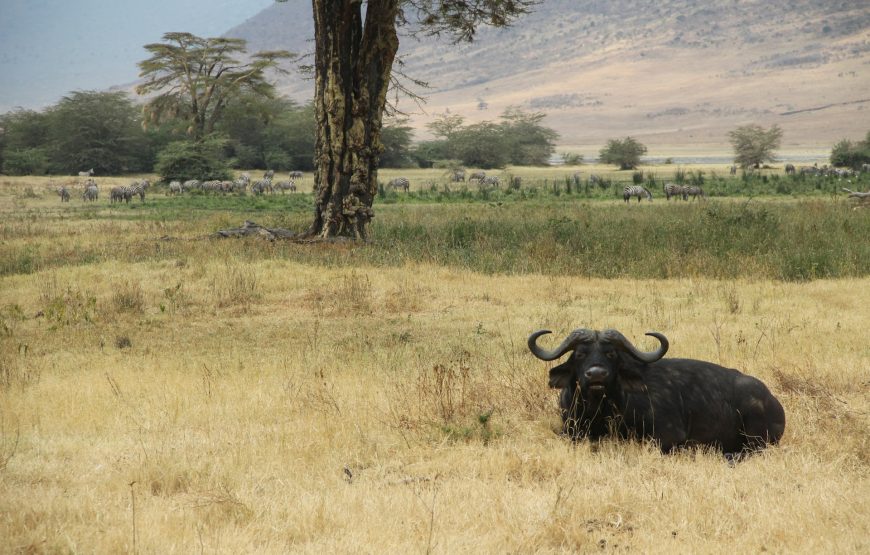 Tanzania Safari & Zanzibar – 9 Days