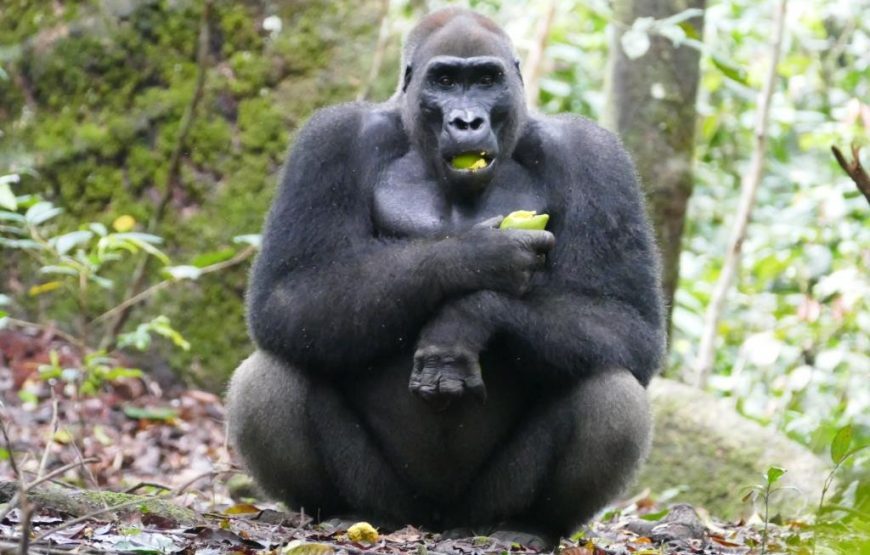 Journey to Loango National Park – 12 Days