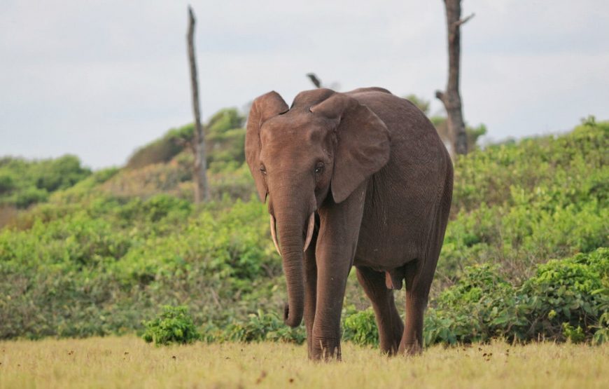 Gabon Gorilla Trekking & Democratic Republic of Congo