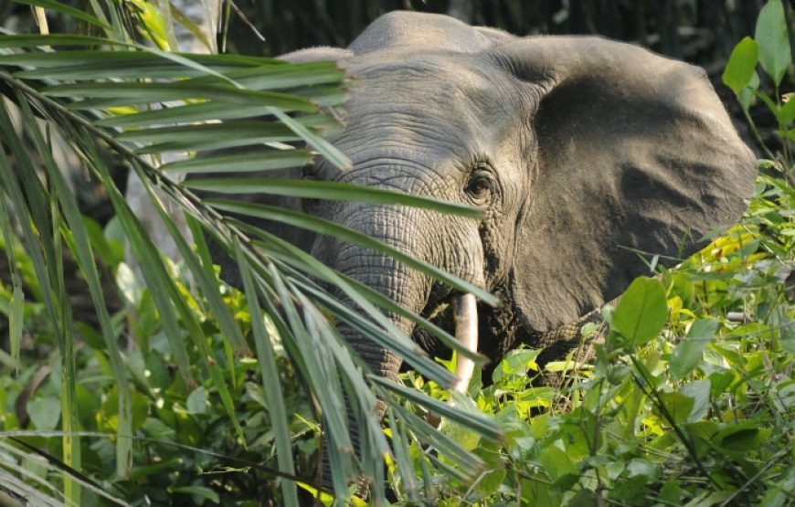 Tour of Equatorial Guinea – 10 Days