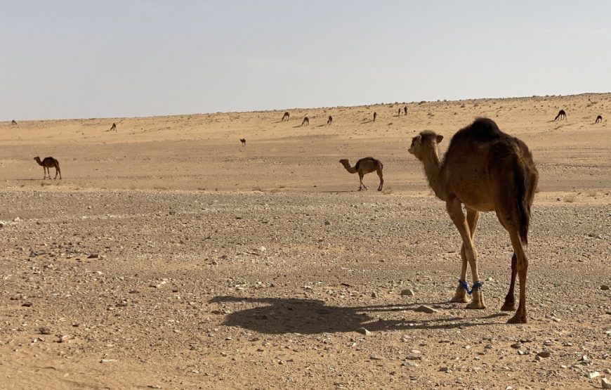 Exploring Libya – 11 Days