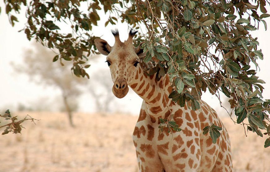 Guerewol Tour, 9 Days( Sept 23rd – Oct 1st, 2024 )