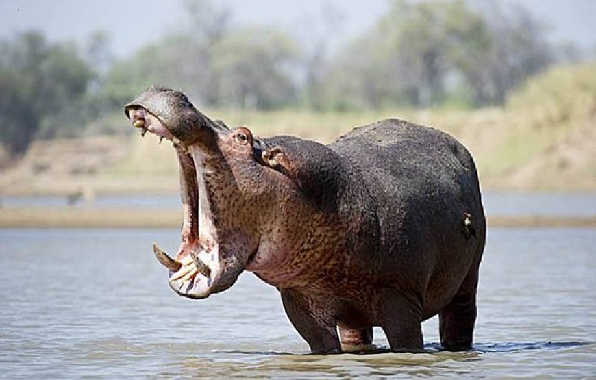 Ghana Wildlife Safari – 3 Days