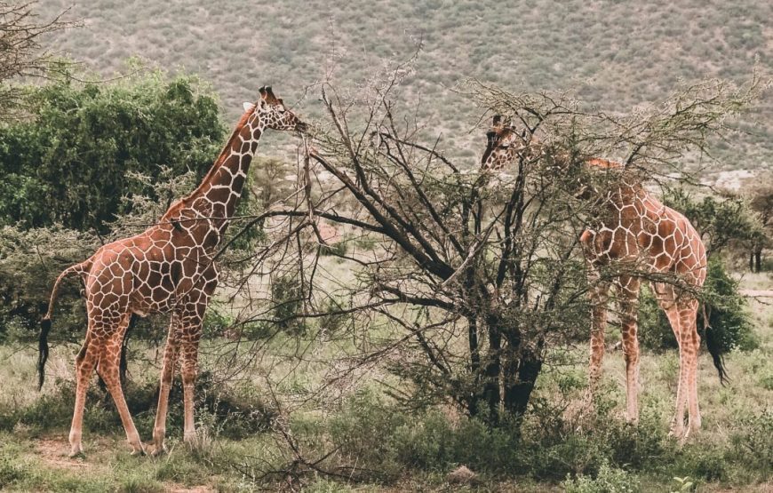 Kenya Big 5 Safari Special, 9 Days