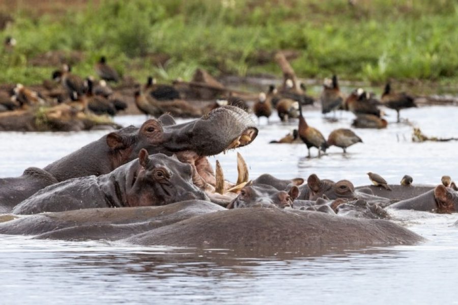 Lake Manyara
