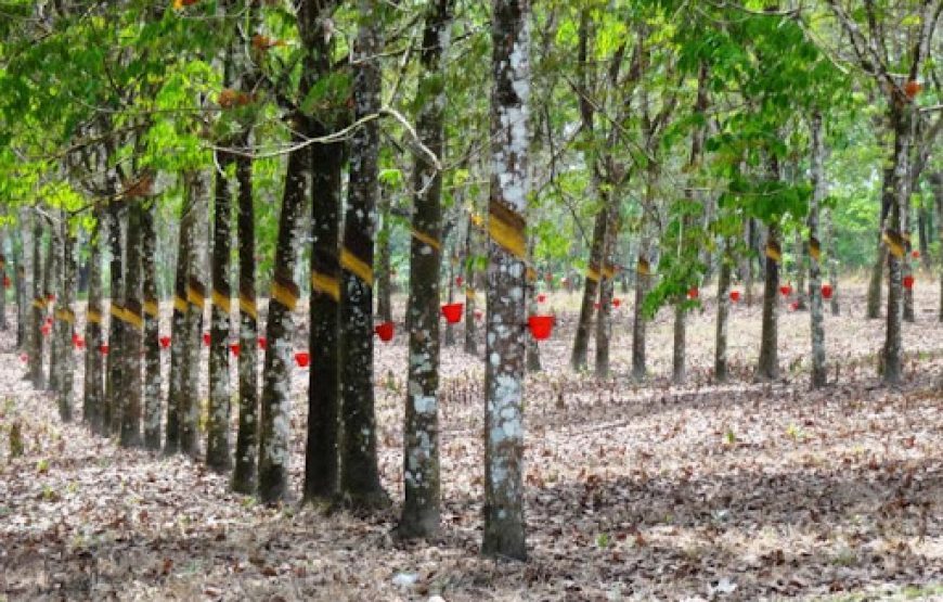 Historic Liberia – 7 Days