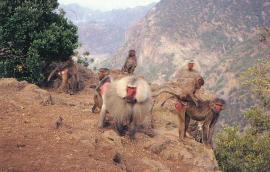 Cultural Tour of Djibouti – 7 Days