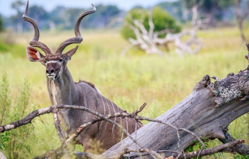 Botswana Family Safari – 12 Days