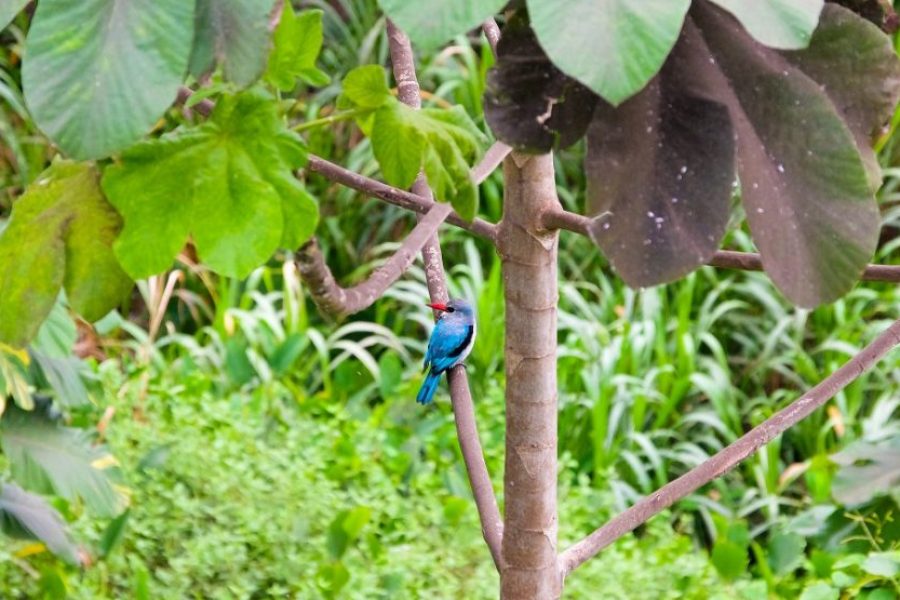 Glance of Bioko Island – 4 Days