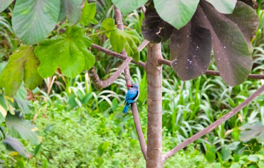 Quick Route to Bioko Island – 3 Days