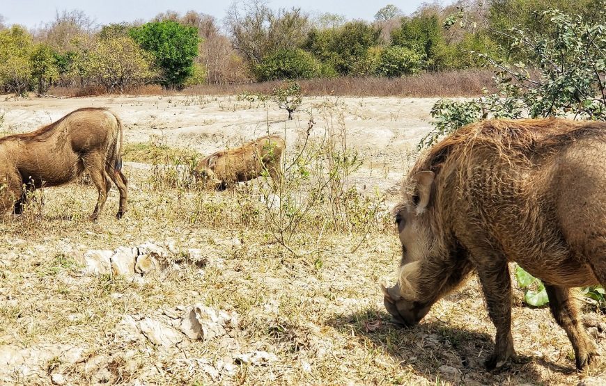 The Best of Ghana – 12 Days