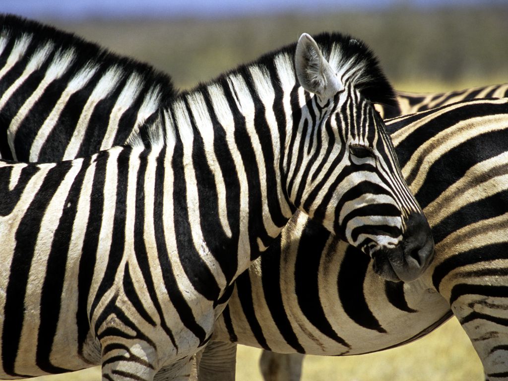 Day 8 Moremi Game Reserve