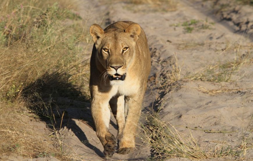 Botswana Family Safari – 12 Days