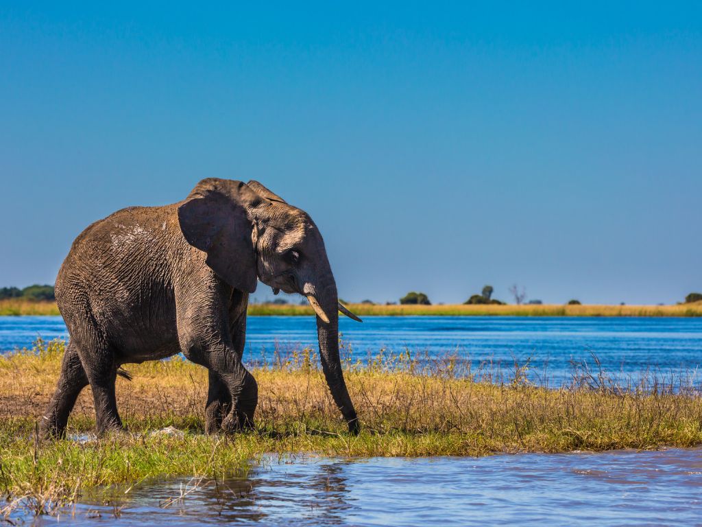 Day 5 Okavango Delta Jacana