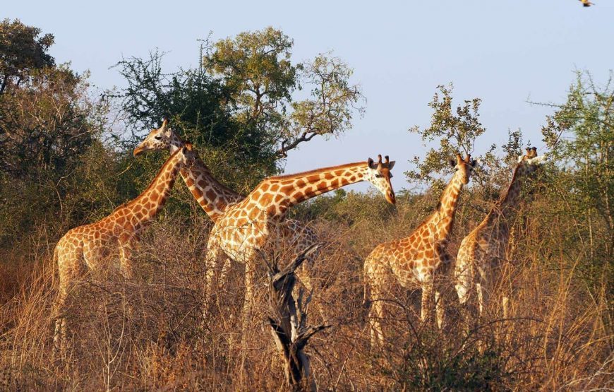 Tour of Chad – 10 Days