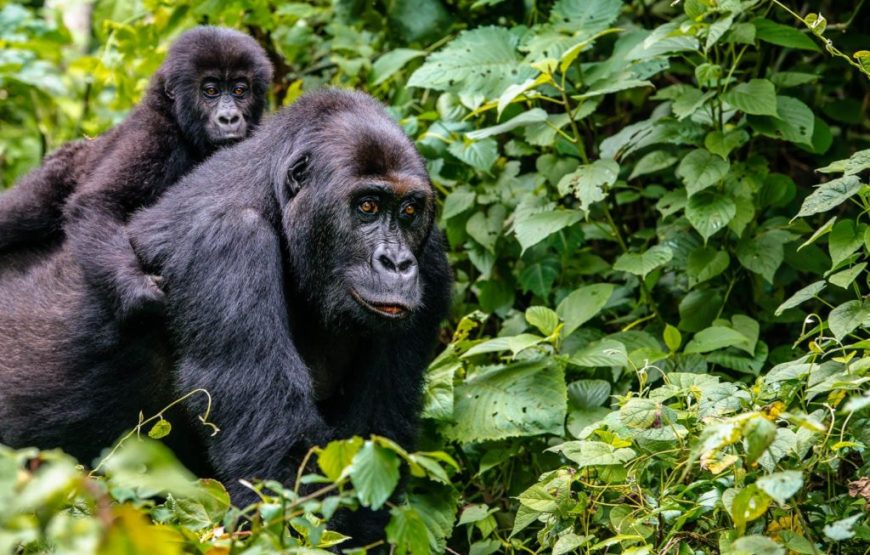 Uganda & Rwanda Primate Safari Combo – 10 Days