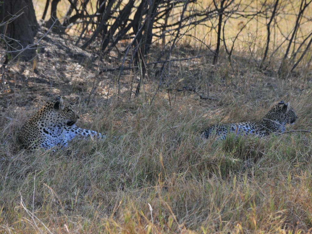 Day 6 Savuti, Botswana