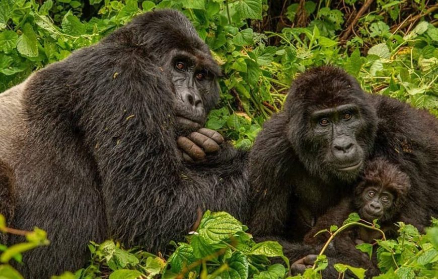 Uganda & Rwanda Primate Safari Combo – 10 Days