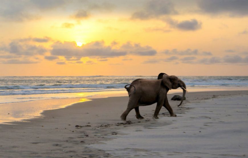 Gabon Gorilla Trekking & Democratic Republic of Congo