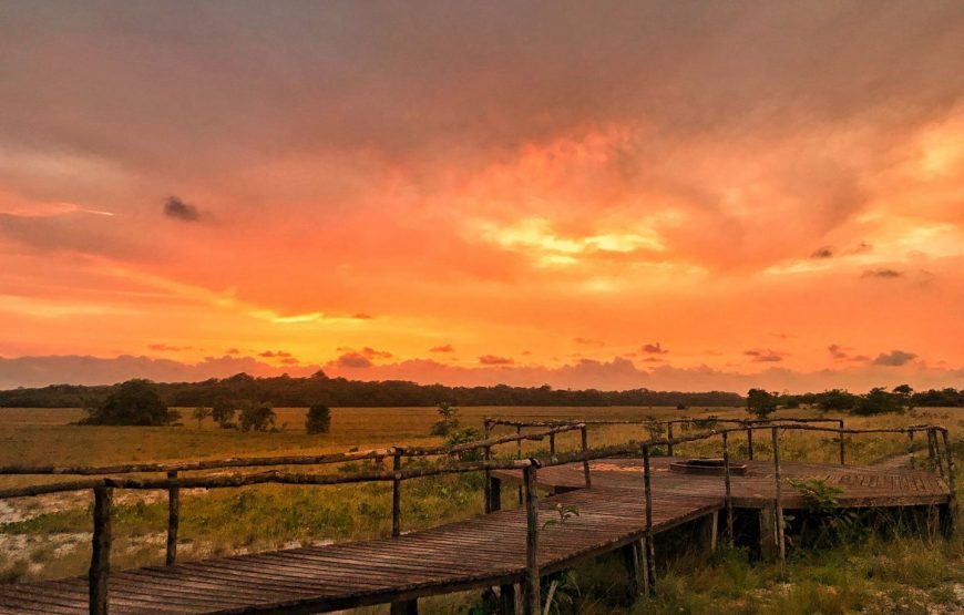 Gabon Gorilla Trekking & Democratic Republic of Congo