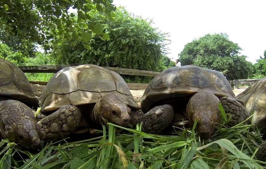 Keur Moussa/Kayar/Tortoise Village/Pink Lake – 1 Day