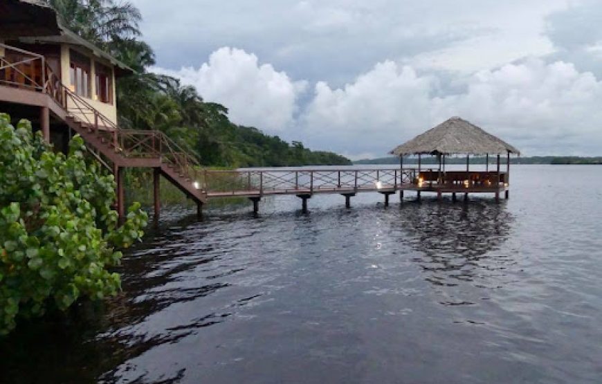 Gabon Gorilla Trekking & Democratic Republic of Congo