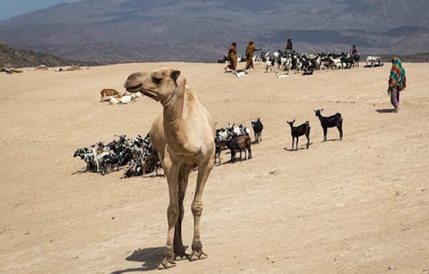 Cultural Tour of Djibouti – 7 Days