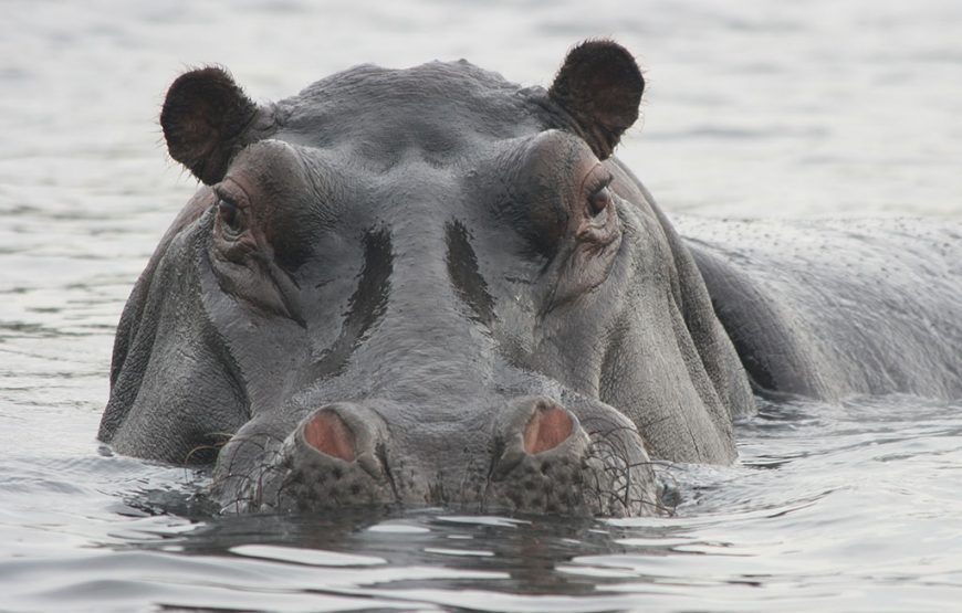 Ghana Wildlife Safari – 3 Days