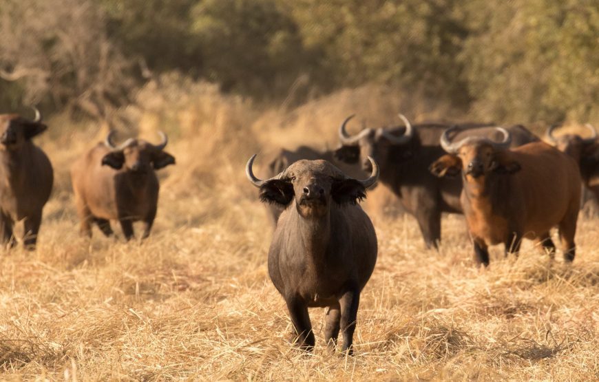 Tour of Chad – 10 Days