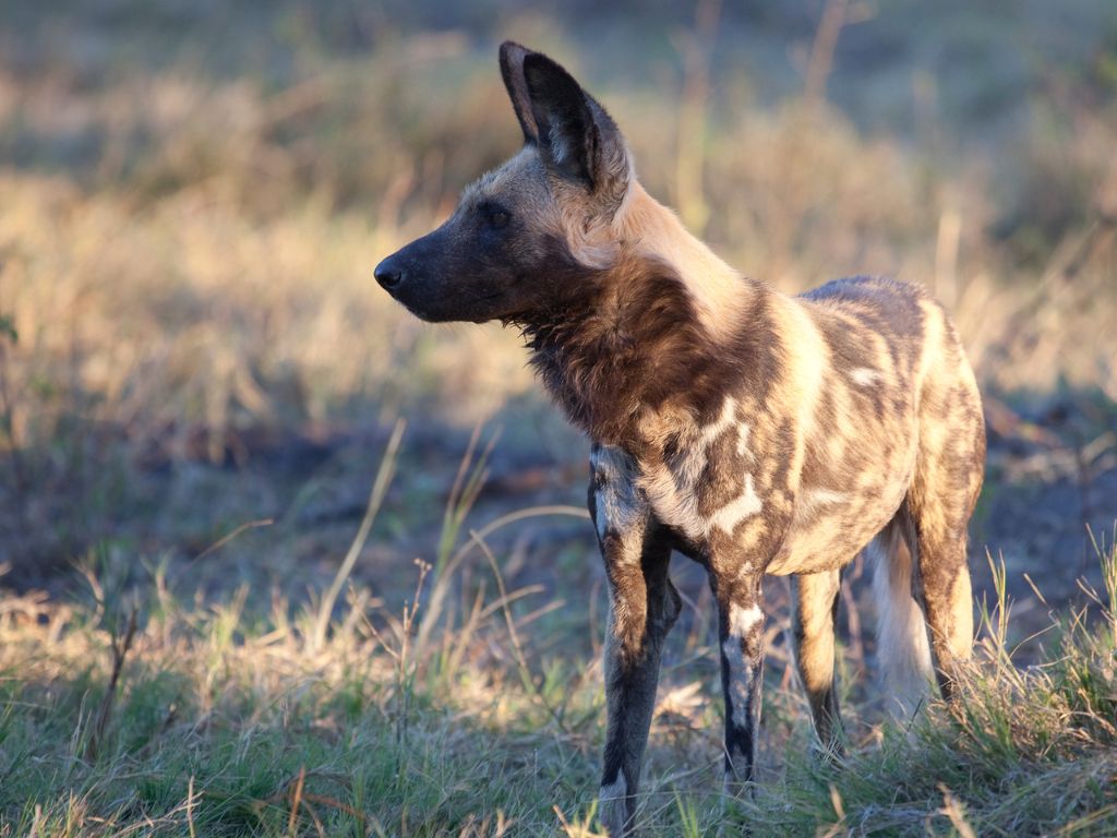 Day 8 Xakanaxa, Botswana