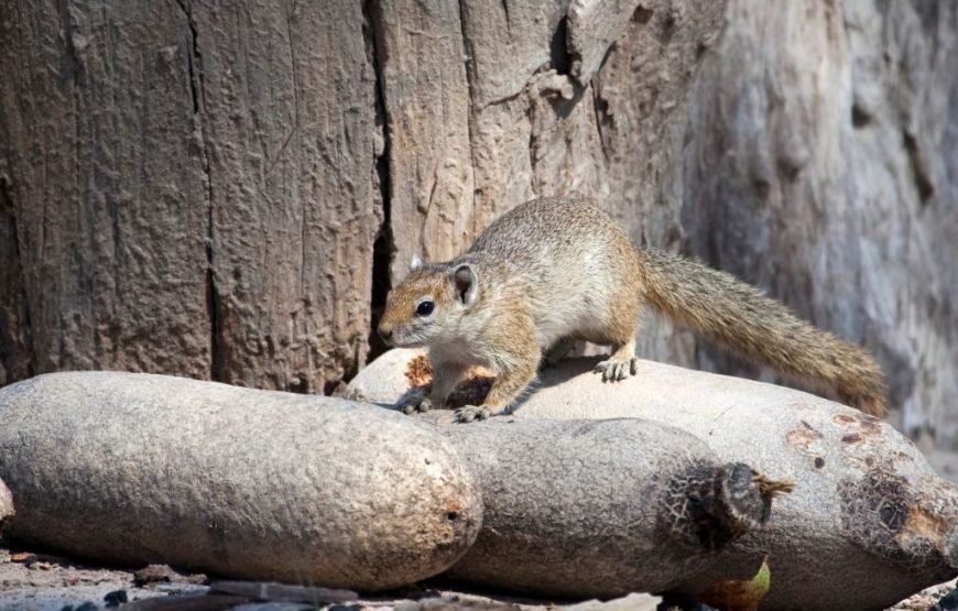 The Best Of Botswana –  11 Days