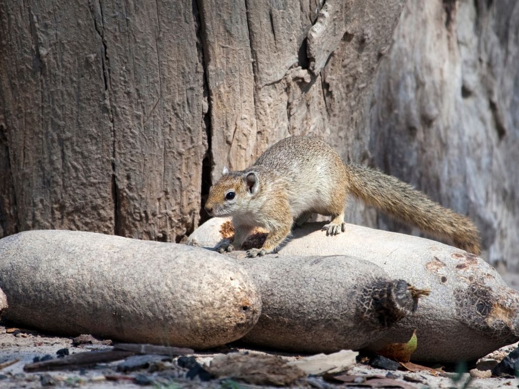 Day 7 Xakanaxa, Botswana